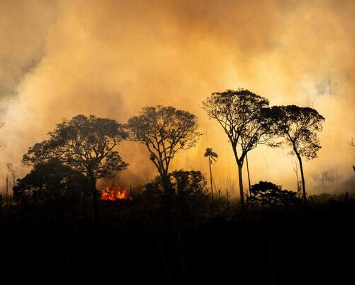Amazônia do Equador teve mais de 623 mil hectares desmatados de 2001 a 2020