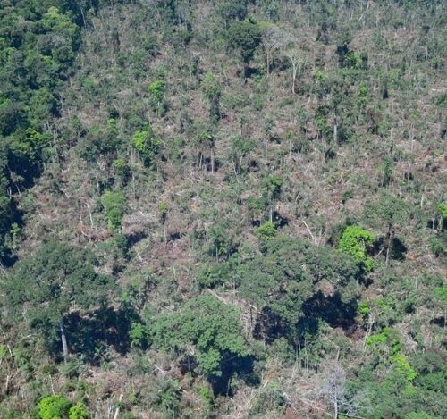 Desmatamento em terras indígenas acentua emissão de carbono na Amazônia
