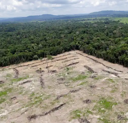 Amazônia Legal: Dados divulgados pelo Imazon mostram destruição de 2 mil campos de futebol por dia em 2022