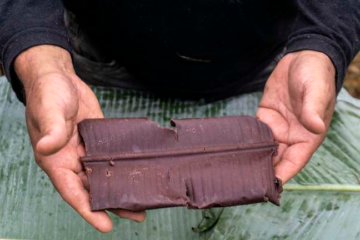 Cacau gera renda para indígenas e chocolate produzido leva nome da etnia: Yanomami