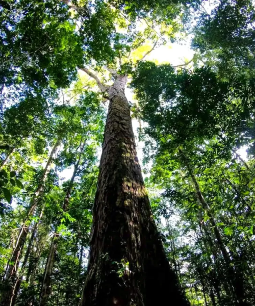 Com mais de 150 especialistas, 9º Congresso Florestal Brasileiro acontece de 12 a 15 de julho no formato online