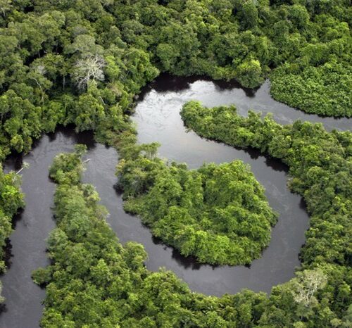 Conheça sete organizações que ajudam a proteger a Amazônia