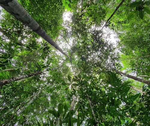 Crescimento da Floresta Amazônica é limitado pela falta de fósforo, revela estudo do Inpa e instituições parceiras