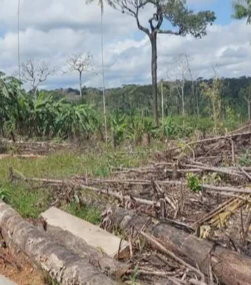 Desmatamento em áreas protegidas cai quase quatro vezes na Amazônia em 2023
