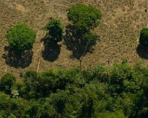 Desmatamento no Brasil cresceu 20% em 2021 e Amazônia é o bioma mais afetado, com 59% do total