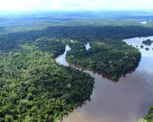 Dia da Amazônia: comemoração acontece em meio à temporada de queimadas