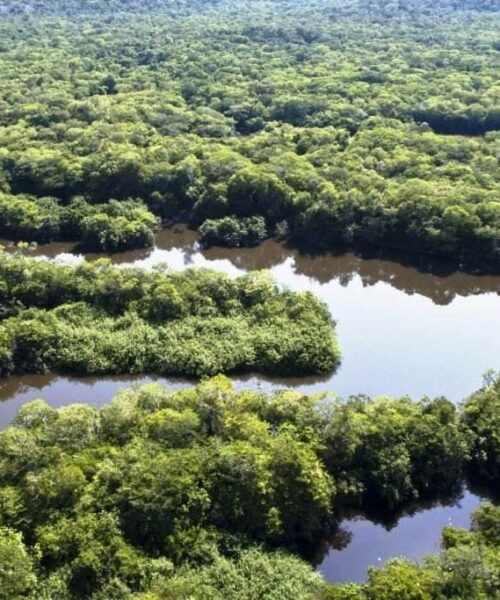 Dia da Árvore é comemorado em cenário de desmatamento recorde na Amazônia