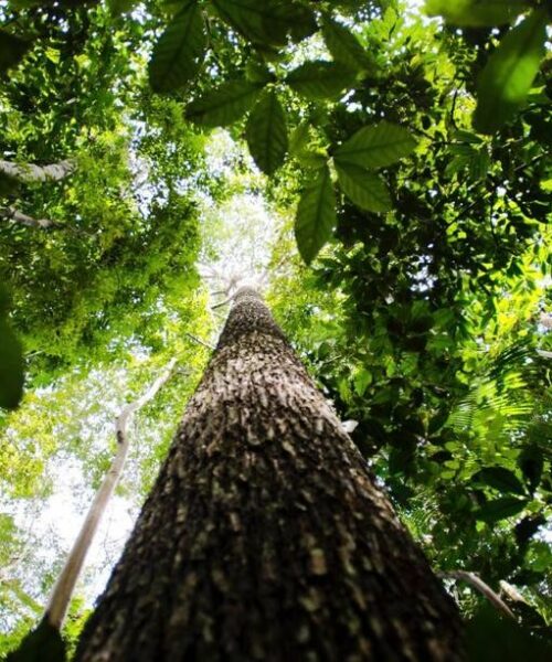 Brasil está retomando liderança global ambiental, afirma ministro da Noruega