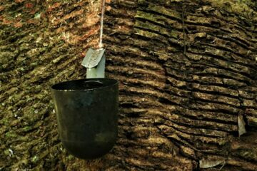 Instituto lança edital para pesquisas em economia sustentável na Amazônia