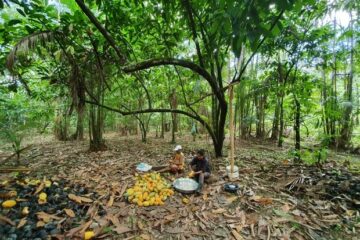 Empresas trabalham para manter a Amazônia em pé usando cacau selvagem e jambu como matérias-primas