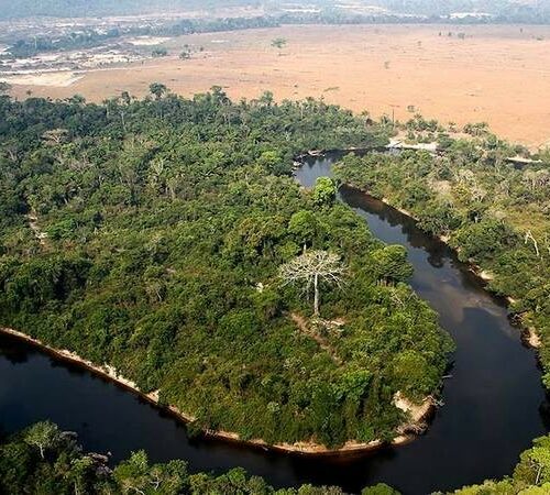 Especialistas alertam para o impacto ambiental das ocupações ilegais na Amazônia