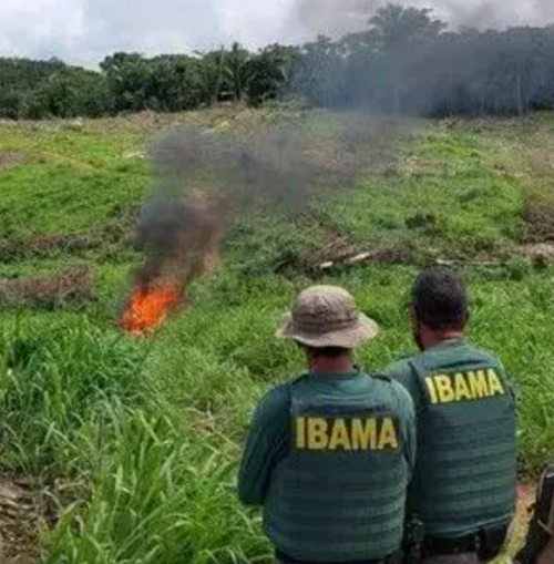 Estudo mostra que Terra Indígena Apyterewa é a mais pressionada pelo desmatamento