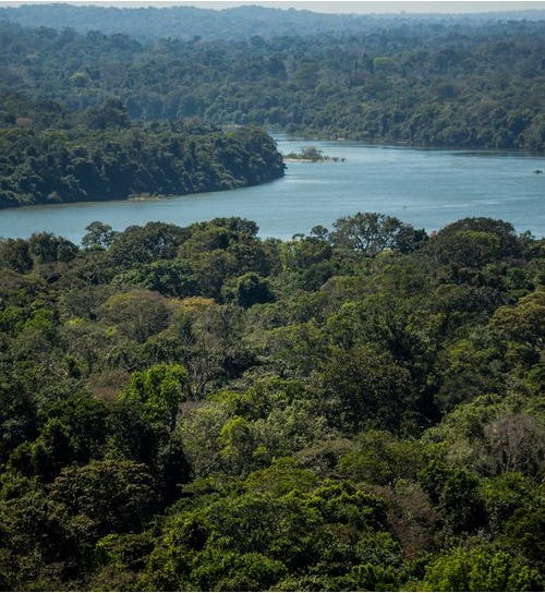 Floresta+ Amazônia seleciona projetos de proteção e recuperação de vegetação nativa