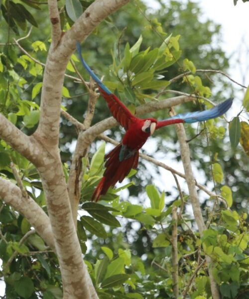 Já imaginou se embrenhar no meio da floresta Amazônia e passar horas ou até dias à espera de uma foto?