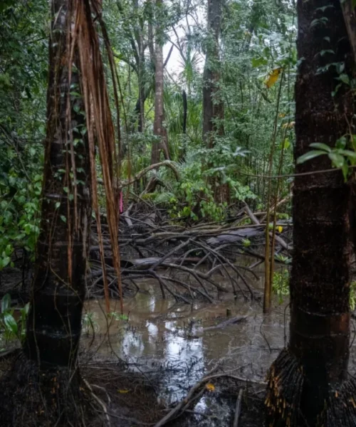 Manguezal de água doce é descoberto por pesquisadores em expedição na Amazônia
