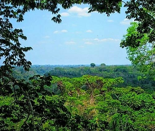 Mapeamento de pesquisas mostra que bioma amazônico tem mais de 30 mil espécies só de plantas