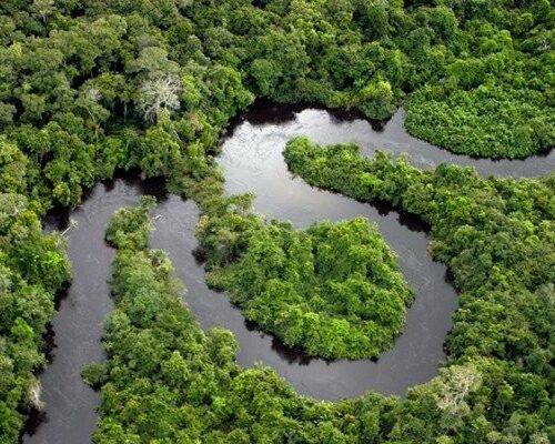 No Dia de Proteção às Florestas, Brasil reflete sobre a importância da Amazônia