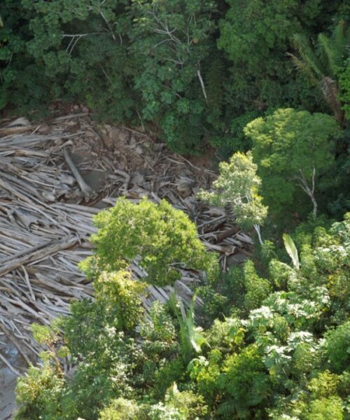 ONU alerta sobre “catástrofe climática” e pede fim do desmatamento na Amazônia