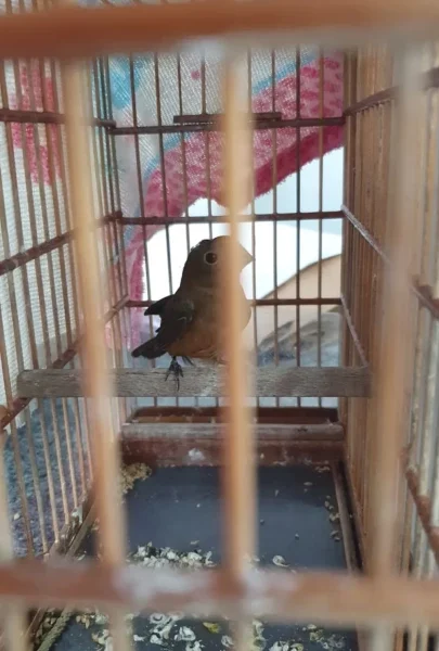 Pássaros são resgatados de cativeiro durante operação policial contra tráfico de drogas no interior do Acre