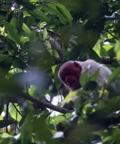 Pesquisa científica descobre nova espécie de macaco que só ocorre na Amazônia brasileira