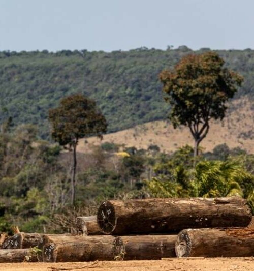Pesquisador afirma que 90% da madeira da Amazônia é de área cinzenta