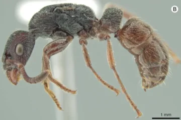 Pesquisadores encontram espécime único de formiga na Amazônia