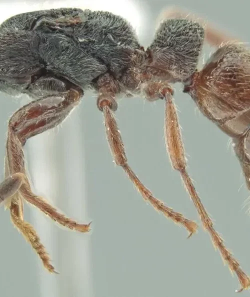Pesquisadores encontram espécime único de formiga na Amazônia