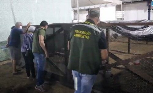 Prefeitura de Rio Branco fiscaliza tratamento dos animais durante a Expoacre