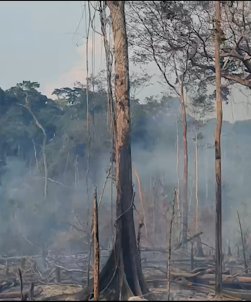 Reserva Extrativista Chico Mendes lidera ranking de queimadas entre as UCs federais da Amazônia Legal