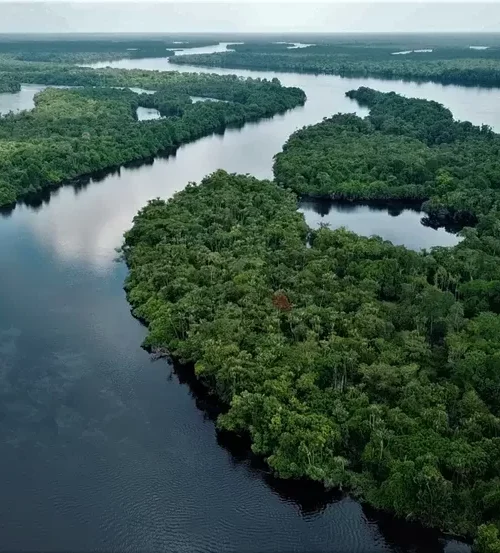 Rede IGAPÓ prorroga inscrições de projetos especiais da Amazônia