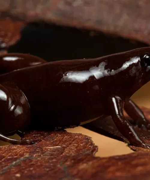“Sapo de chocolate” é descoberto na Amazônia Peruana