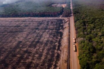 Floresta amazônica está em processo de “savanização”, alerta estudo