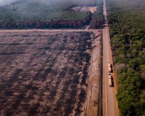 Floresta amazônica está em processo de “savanização”, alerta estudo