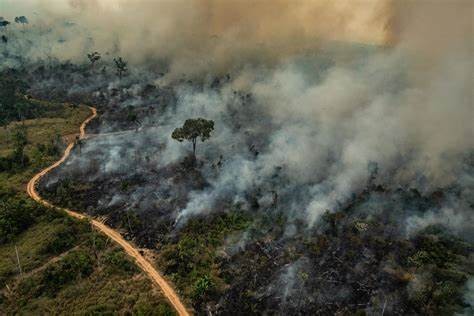 Dia de Proteção às Florestas: Prática Recomendada contribui para combate aos incêndios florestais
