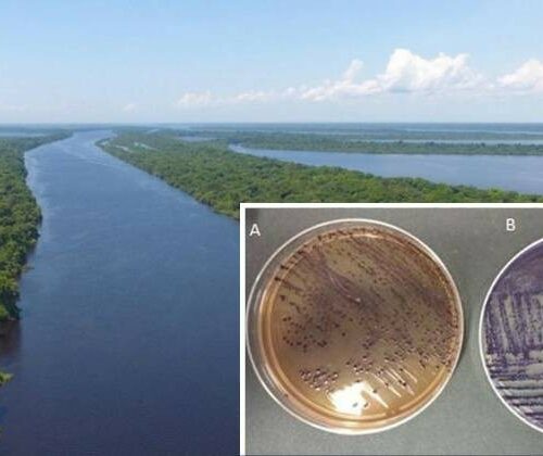 Substância achada em bactéria da Amazônia pode inovar tratamento de câncer e impedir a metástase 