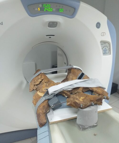Tomografia computadorizada é usada para analisar fósseis de jacarés que viviam no Acre há mais de 5 milhões de anos