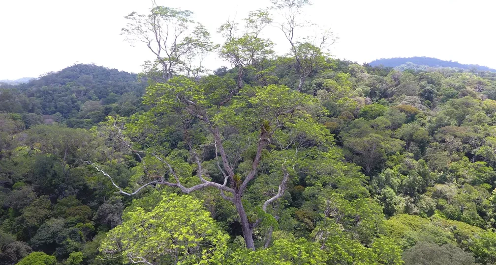 Árvore mais alta já mapeada no Amapá tem 85,44 metros de altura — Foto: Ifap/Divulgação
