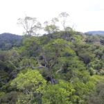 Árvore mais alta já mapeada no Amapá tem 85,44 metros de altura — Foto: Ifap/Divulgação