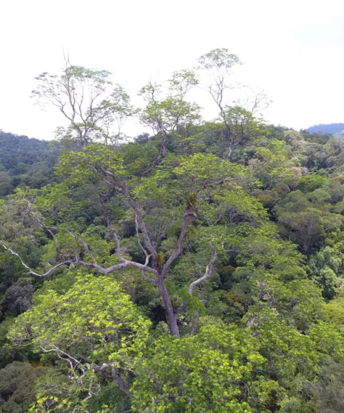 Expedição chega a maior árvore da Amazônia