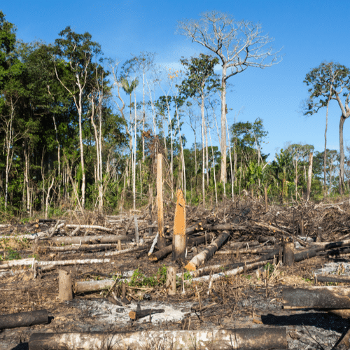 Alertas de desmatamento na Amazônia têm pior outubro da história