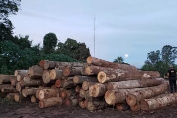 Mais de 41 mil crimes ambientais expõem falhas nos dados socioambientais e reforçam necessidade de normas técnicas