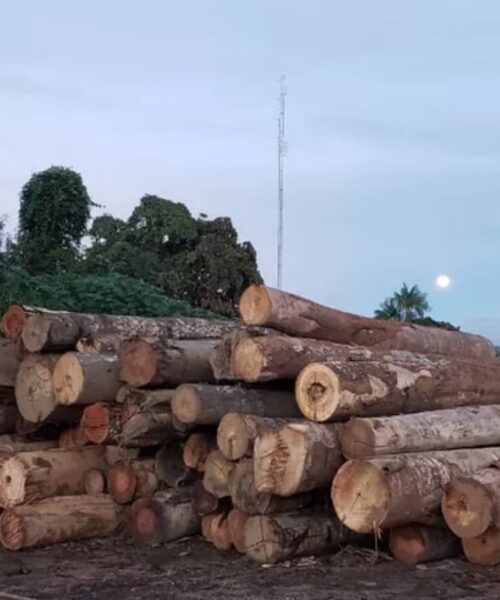 Cem imóveis rurais com CAR concentraram mais da metade da exploração ilegal de madeira na Amazônia