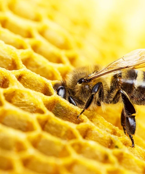 <strong>A produção de mel de abelhas sem ferrão ganha incentivo no Acre</strong>