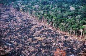 Rondônia recusa carta em defesa da Amazônia entregue por governadores a Lula na COP27