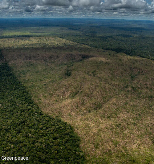 Desmatamento chega a 10 mil km² de janeiro a outubro e ameaça maior árvore da Amazônia