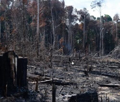 Programa de Prevenção e Controle do Desmatamento e Queimadas na Amazônia é lançado na COP27