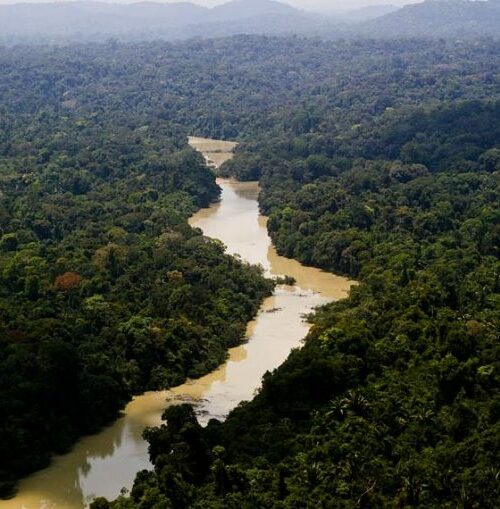 Com 90% da floresta nativa preservada, Amapá quer acesso a créditos de carbono