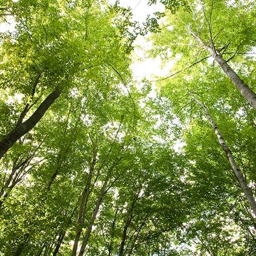 Plantio de mudas em áreas degradadas gera renda para famílias na Amazônia