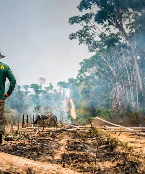 Desmatamento na Amazônia: os desafios do novo governo