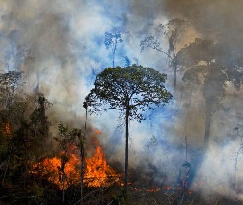 O grito pela Amazônia à COP27